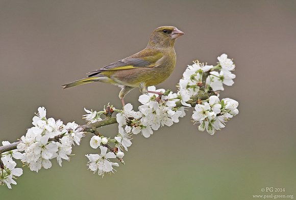Greenfinch