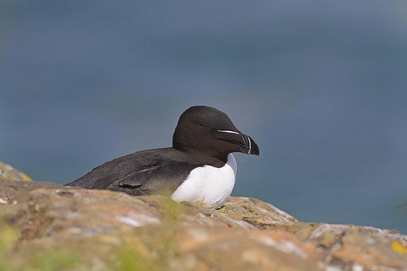 Razorbill
