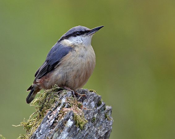 Nuthatch