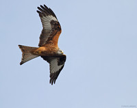 Red Kite