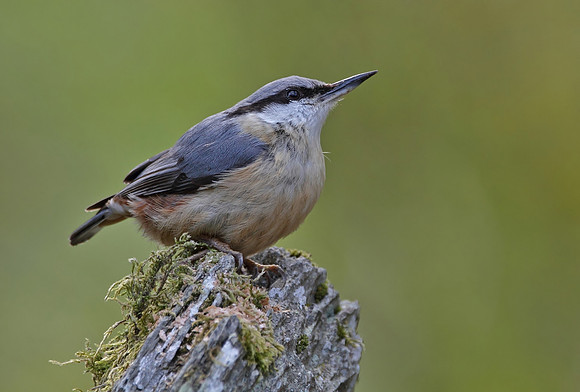 Nuthatch