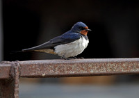 Swallow