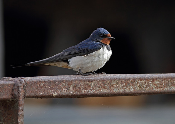 Swallow