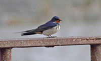 Swallow