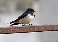 Swallow