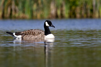 Canada Goose