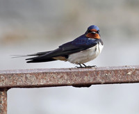 Swallow