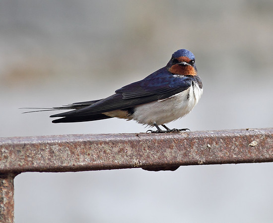 Swallow
