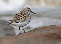 Dunlin
