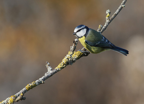 Blue tit