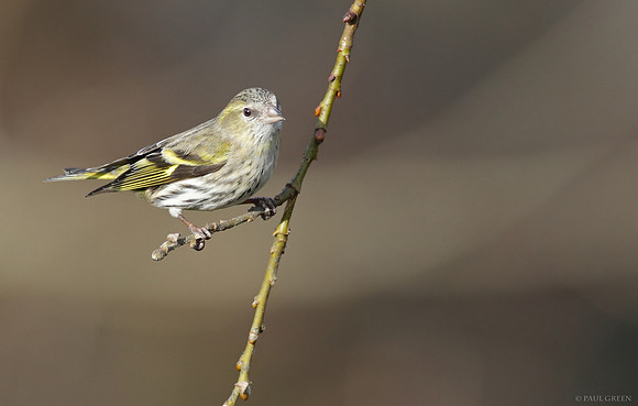 Siskin female