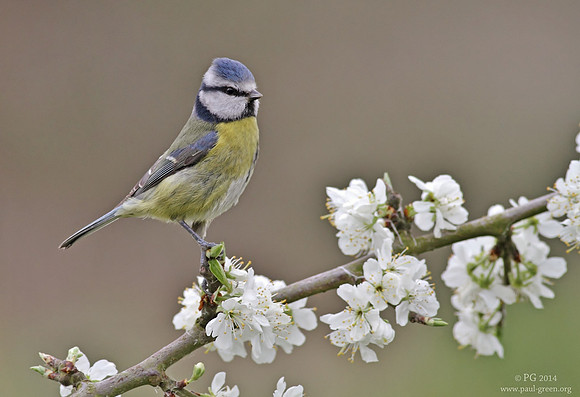 Blue tit