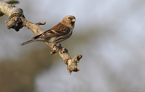Redpoll