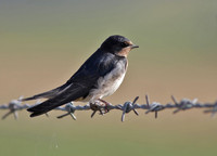 Swallow juvenile