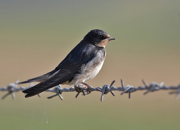 Swallow juvenile