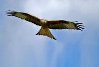 Red Kite