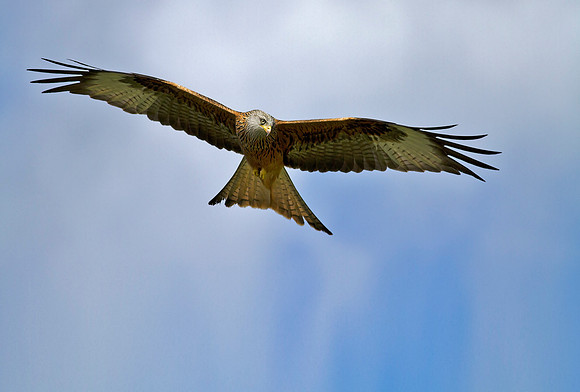 Red Kite