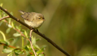 Chiffchaff. Phylloscopus collybita