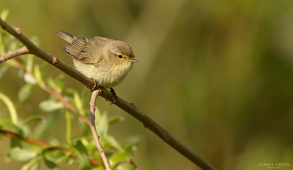 Chiffchaff