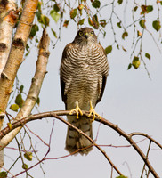 Sparrowhawk