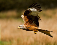 Red Kite
