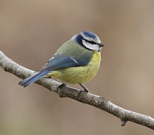 Blue tit
