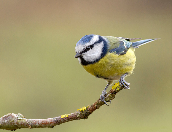 Blue Tit