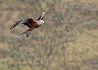 Red kite