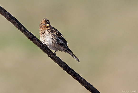 Twite