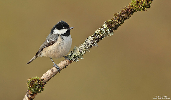Coal tit