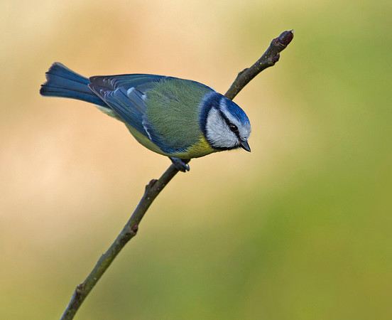 Blue tit