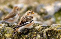 Snow Bunting