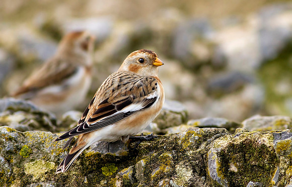 Snow Bunting